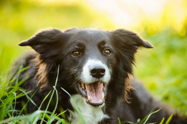 Der Frühling kommt 5 Tipps für Hundehalter4
