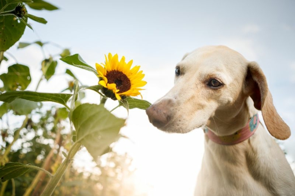Der Frühling kommt 5 Tipps für Hundehalter7