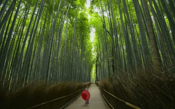 Februar ist der nationale Monat des Haiku Gedicht Schreibens bambus wald japan