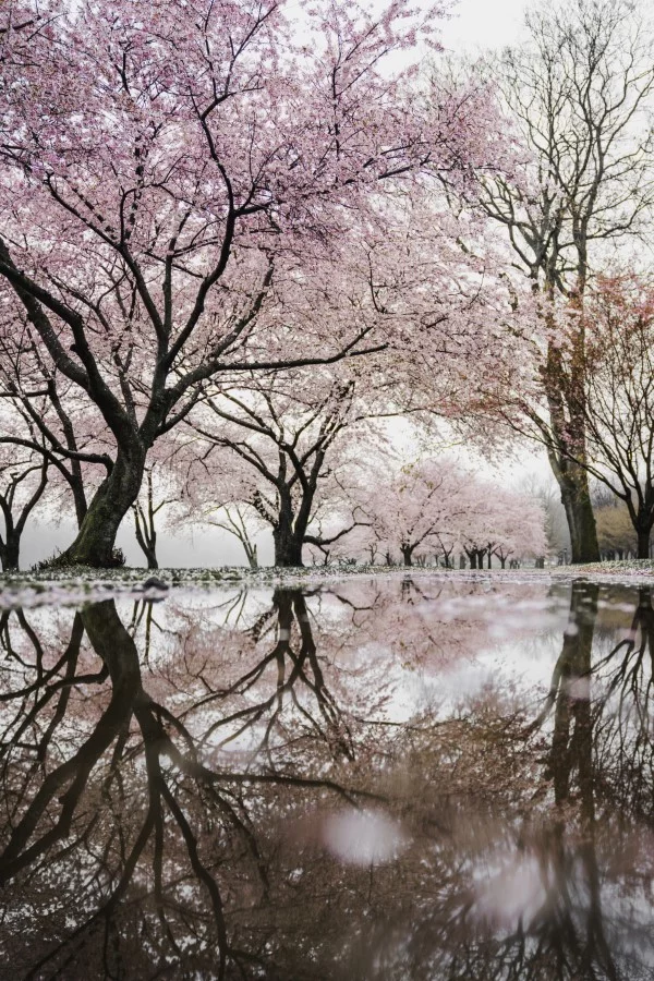 Februar ist der nationale Monat des Haiku Gedicht Schreibens kirschblüter sakura garten