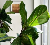 Geigenfeige Pflege und einige interessante Fakten über Ficus Lyrata