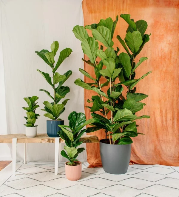 Geigenfeige Pflege Ficus Lyrata Topfpfnazen Blickfang im Zimmer