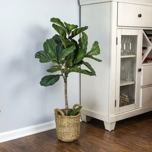 Geigenfeige Pflege Ficus Lyrata Zimmerpflanze weg von Klimaanlage