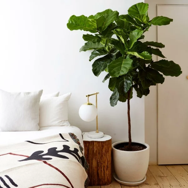 Geigenfeige Pflege Ficus Lyrata pflegeleichte Pflanzen im Schlafzimmer