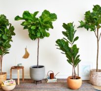 Geigenfeige Pflege und einige interessante Fakten über Ficus Lyrata