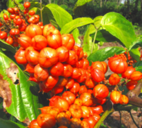 Guarana – die schonende Alternative zu Kaffee