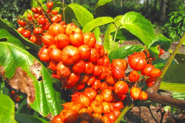 Guarana exotische Frucht im brasilianischen Regenwald seltsame Samen schonende Alternative zu Kaffee