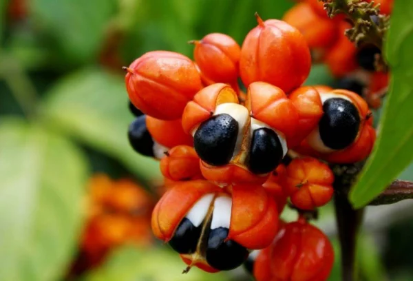 Guarana exotische Frucht seltsame Samen Alternative zu Kaffee Wachmacher Wirkungen Nebenwirkungen