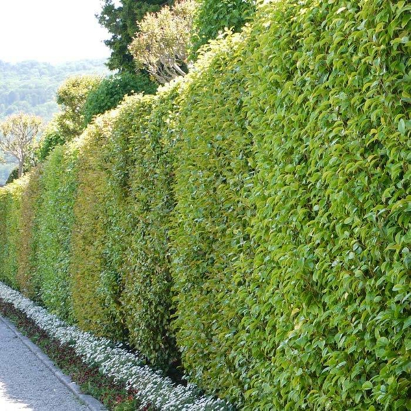 Immergrüne Heckenpflanzen Vorteile Sichtschutz Hecke