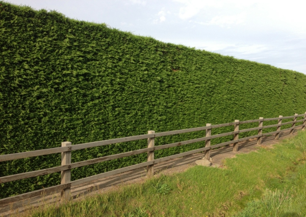 Immergrüne Heckenpflanzen Vorteile natürlicher Sichtschutz