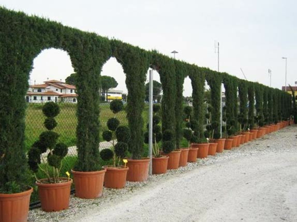 Immergrüne Heckenpflanzen Zaun aus Hecken Kunstwerk