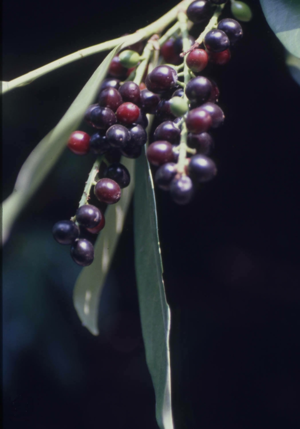 Kirschlorbeer Prunus laurocerasus Früchte immergrüne Heckenpflanzen