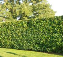 Warum ist eine Kirschlorbeerhecke vorteilhaft für Ihren Garten – 10 Gründe dafür