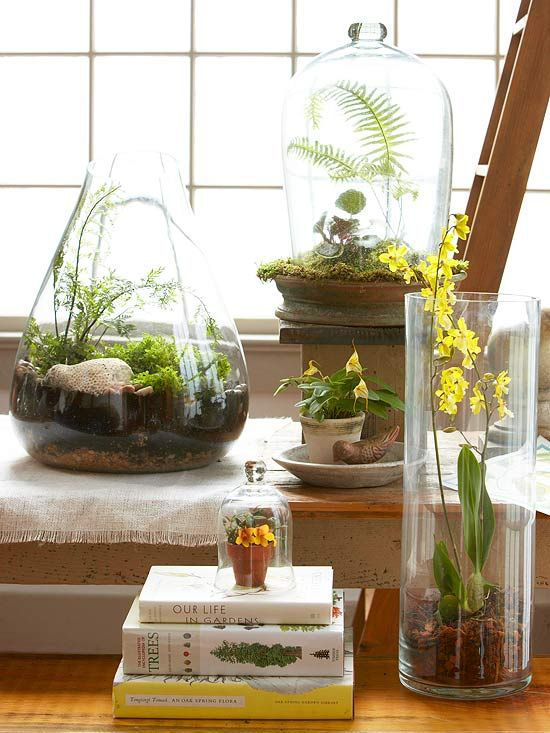 Minigarten im Glas Orchidee Farne Moos drei Behälter am Fenster heller Standort keine direkte Sonne