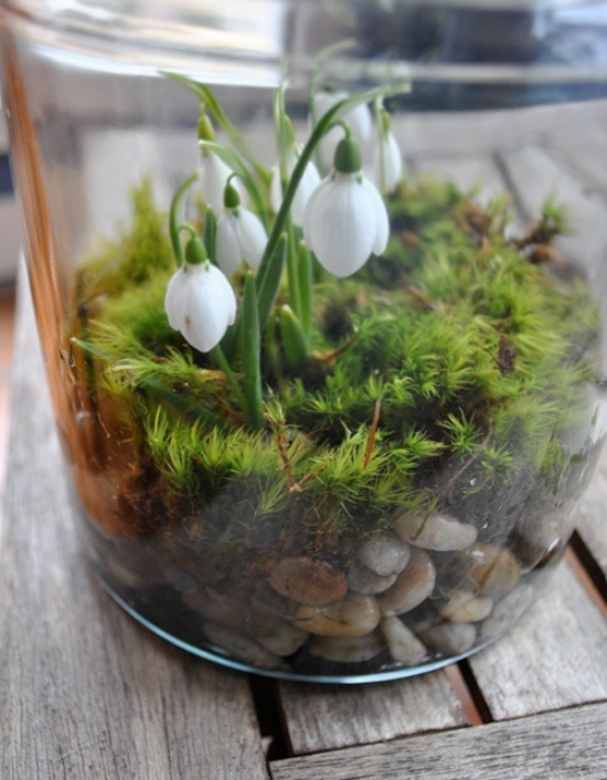 Minigarten im Glas Schneeglöckchen Moos kleine Steine Substrat Andeutung an kommenden Frühling