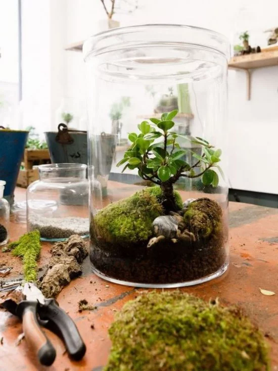 Minigarten im Glas anlegen Nutur pur im Mini-Format grüne Sukkulente wie kleiner Baum Dekoelemente