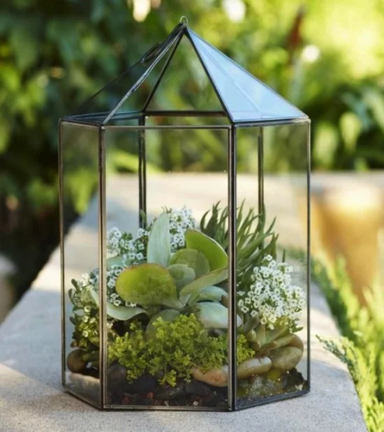 Minigarten im Glas attraktive Form des Glasbehälters wie Pyramide Sukkulenten kleine weiße Blüten