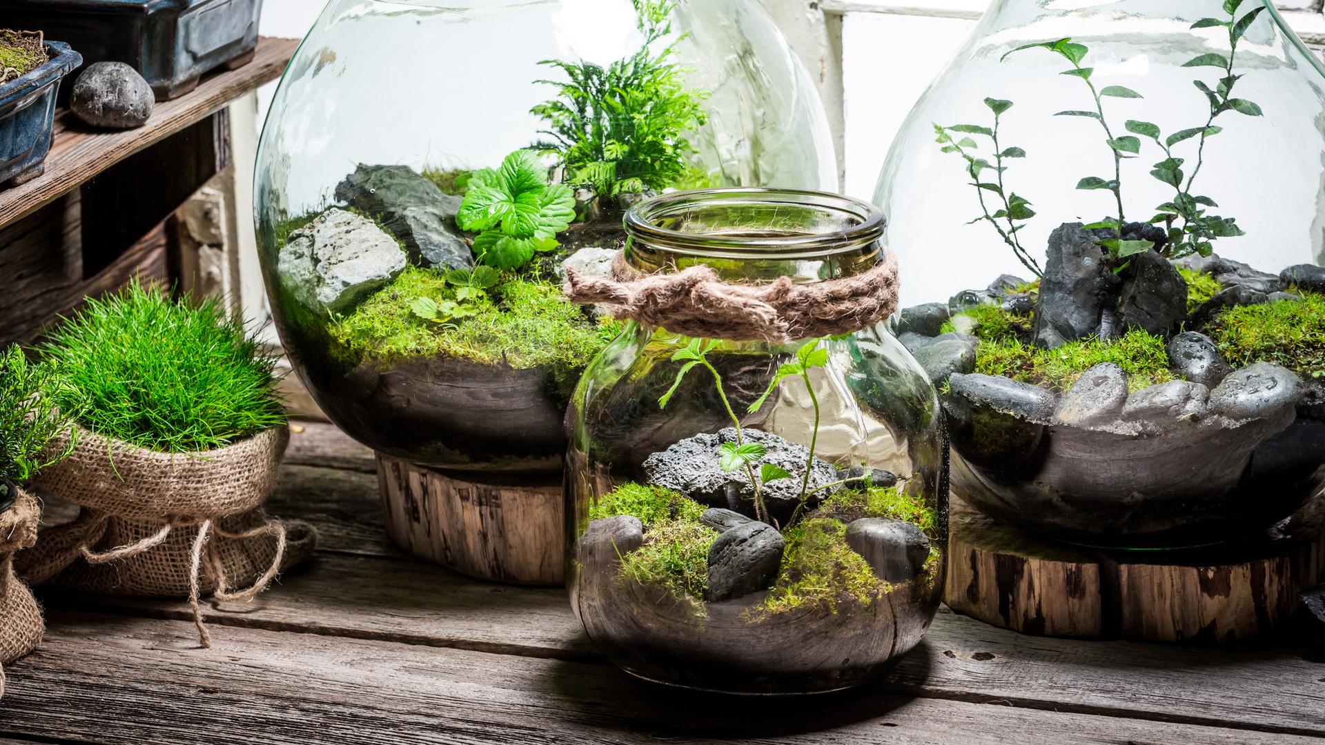 Minigarten im Glas bringt ein Stück Natur ins Haus - Fresh Ideen für