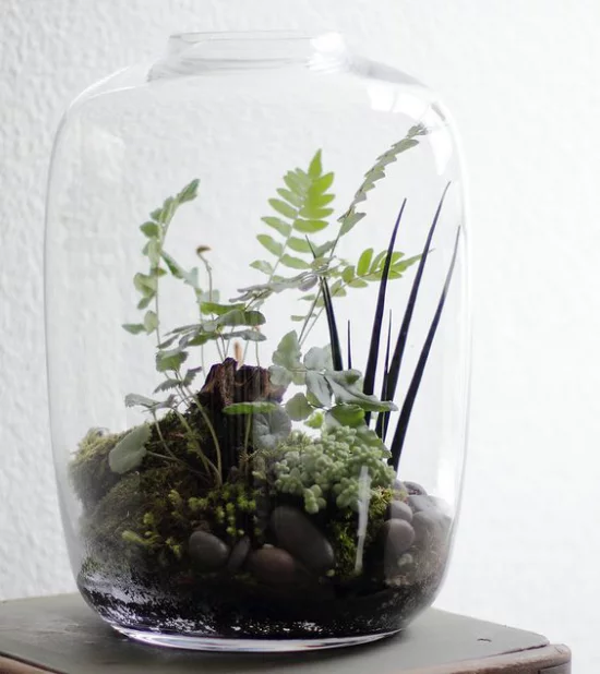 Minigarten im Glas großes Glasgefäß ohne Deckel kleine Steine Moos grüne Pflanzen