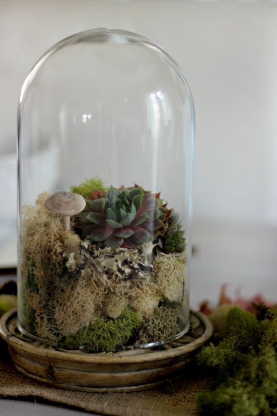 Minigarten im Glas hoher Glasbehälter Sukkulenten Pilze interessantes Arrangement naturecht