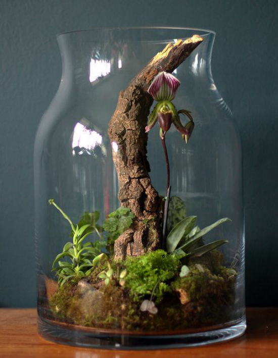 Minigarten im Glas hohes Glasgefäß ausgefallene Form viel Fantasie Ast Pflanzen Moos