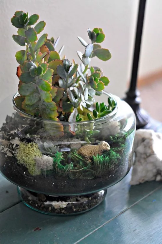 Minigarten im Glas kleines offenes Glasgefäß gut bepflanzt Sukkulenten dekorative Elemente Schaf