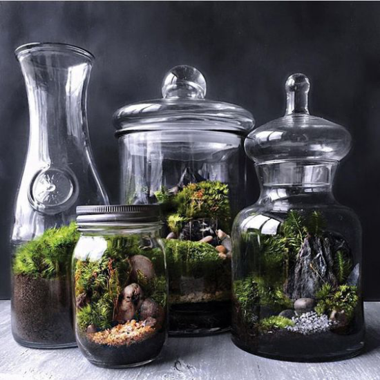 Minigarten im Glas vier verschiedenen Glasbehälter gutes Enderbebnis im Mini-Format