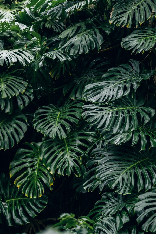 Monstera Pflege und Wissenswertes über das Fensterblatt riesige pflanzen aus dem regenwald