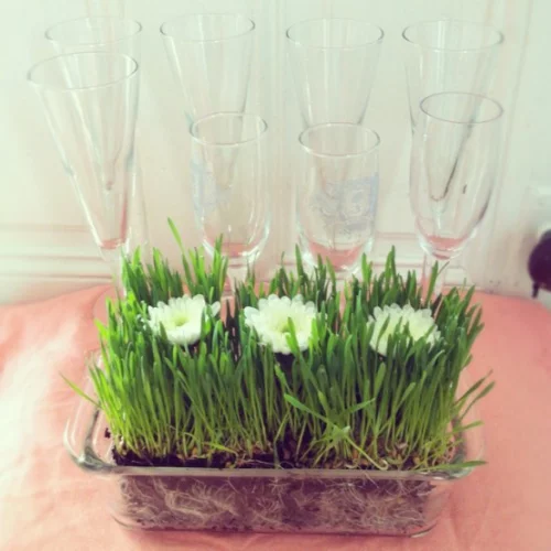 Ostergras selber säen im Glasgefäß mit weißen Blüten dekoriert auf dem Tisch platziert