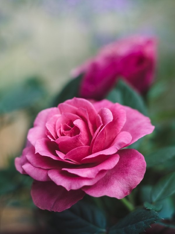 Rosenfarben und ihre Bedeutung – So treffen Sie die richtige Wahl für jeden Anlass dunkel rosa rose