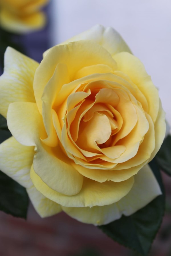 Rosenfarben und ihre Bedeutung – So treffen Sie die richtige Wahl für jeden Anlass gelbe rose schön