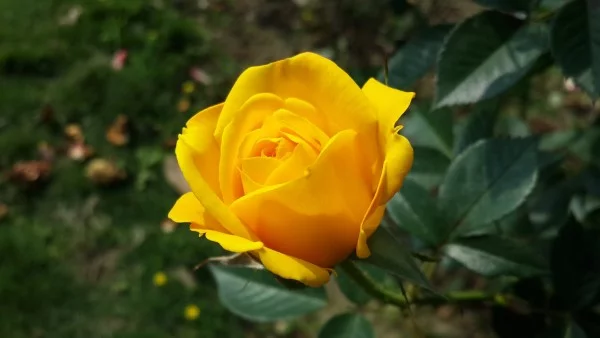 Rosenfarben und ihre Bedeutung – So treffen Sie die richtige Wahl für jeden Anlass gelbe rose sonne