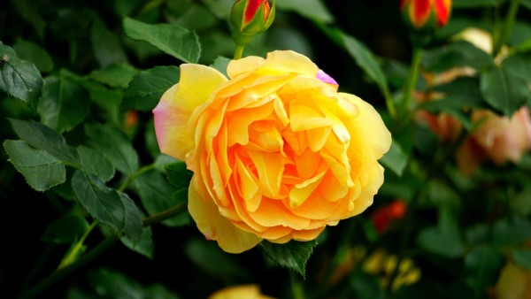 Rosenfarben und ihre Bedeutung – So treffen Sie die richtige Wahl für jeden Anlass gelbe rose sonnige farben