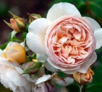 Rosenfarben und ihre Bedeutung – So treffen Sie die richtige Wahl für jeden Anlass