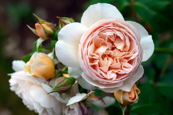 Rosenfarben und ihre Bedeutung – So treffen Sie die richtige Wahl für jeden Anlass juliet rose teuerste rose der welt