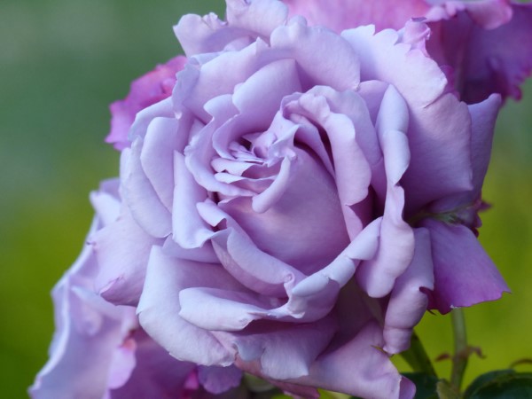 Rosenfarben und ihre Bedeutung – So treffen Sie die richtige Wahl für jeden Anlass lila rose schön gefärbt