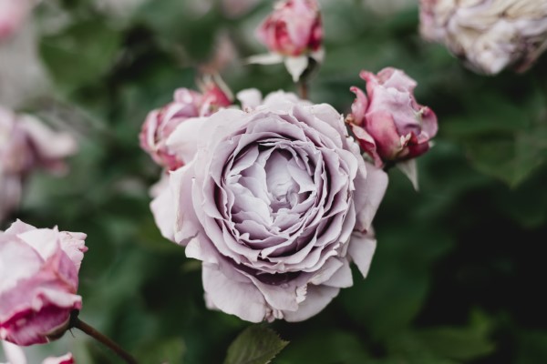 Rosenfarben und ihre Bedeutung – So treffen Sie die richtige Wahl für jeden Anlass lila rose schön wahrhaft