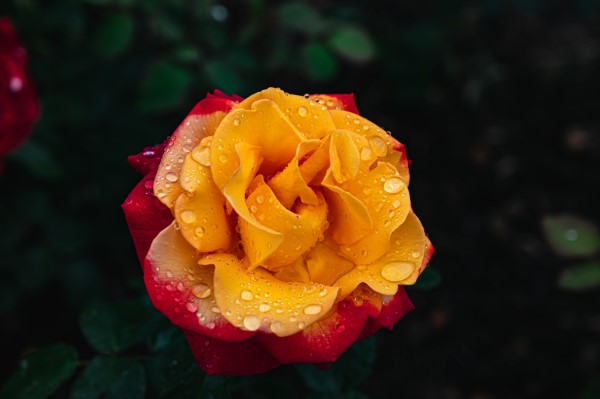 Rosenfarben und ihre Bedeutung – So treffen Sie die richtige Wahl für jeden Anlass orange rose feurig