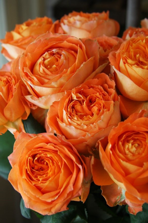 Rosenfarben und ihre Bedeutung – So treffen Sie die richtige Wahl für jeden Anlass orange rose schön gelb