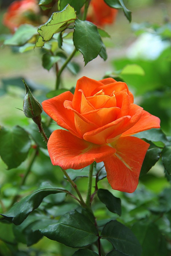 Rosenfarben und ihre Bedeutung – So treffen Sie die richtige Wahl für jeden Anlass orange rose schön intensiv