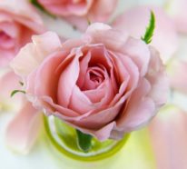 Rosenfarben und ihre Bedeutung – So treffen Sie die richtige Wahl für jeden Anlass