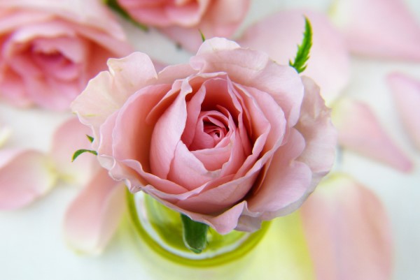 Rosenfarben und ihre Bedeutung – So treffen Sie die richtige Wahl für jeden Anlass rosa rosen feminin