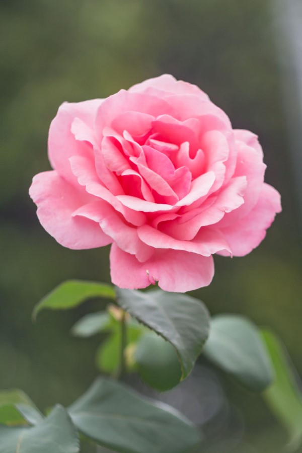 Rosenfarben und ihre Bedeutung – So treffen Sie die richtige Wahl für jeden Anlass rosa rosen schön romantisch