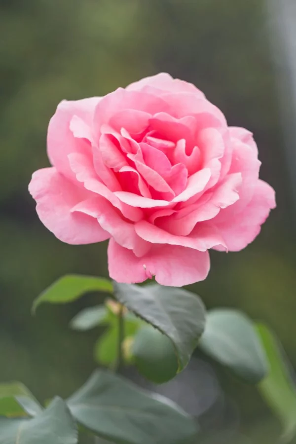 Rosenfarben und ihre Bedeutung – So treffen Sie die richtige Wahl für jeden Anlass rosa rosen schön romantisch