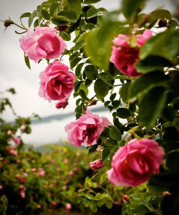 Rosenfarben und ihre Bedeutung – So treffen Sie die richtige Wahl für