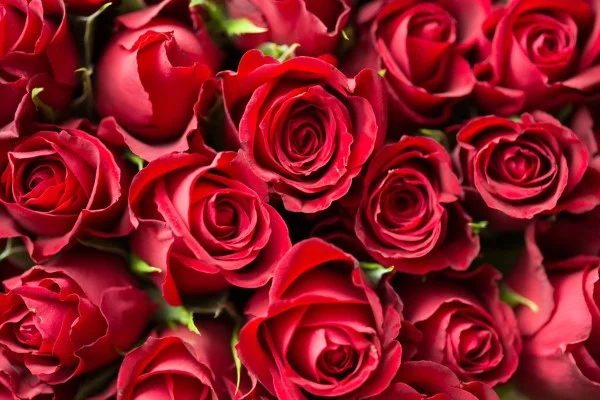 Rosenfarben und ihre Bedeutung – So treffen Sie die richtige Wahl für jeden Anlass rote rosen liebe