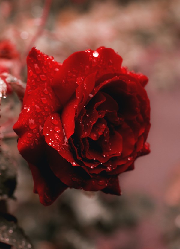 Rosenfarben und ihre Bedeutung – So treffen Sie die richtige Wahl für