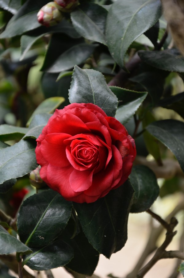 Rosenfarben und ihre Bedeutung – So treffen Sie die richtige Wahl für jeden Anlass rote rote intensiv