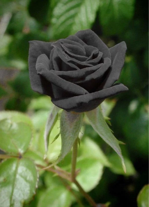 Rosenfarben und ihre Bedeutung – So treffen Sie die richtige Wahl für jeden Anlass schwarze rose schön mysteriös