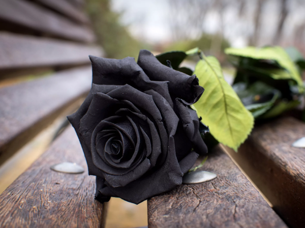 Rosenfarben und ihre Bedeutung – So treffen Sie die richtige Wahl für jeden Anlass schwarze rose unnatürlich aber schön
